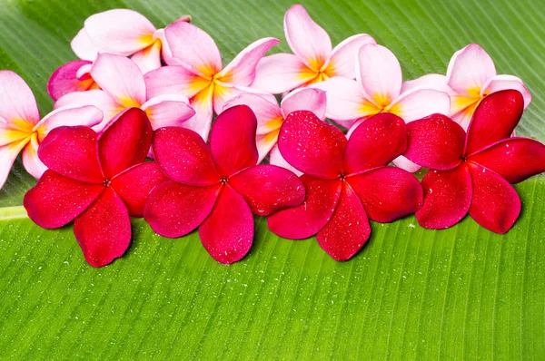 Rosa och röda Frangipani blommor — Stockfoto