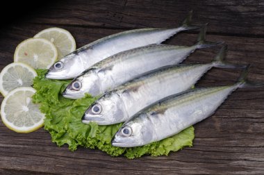 Uskumru.