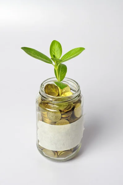 Plant and Gold Coins - Financial Concept — Stock Photo, Image