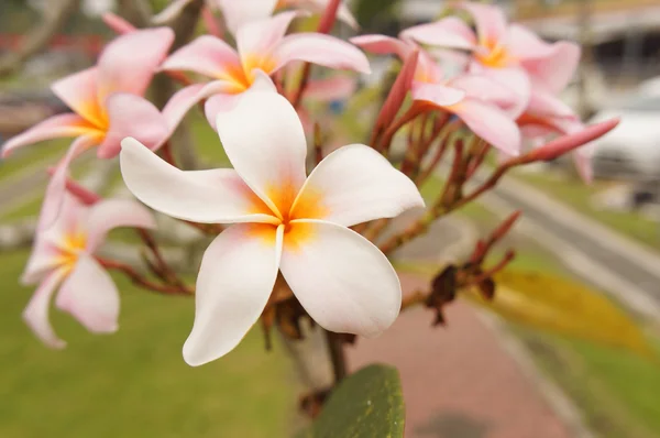 Roze en gele frangipani bloemen — Stockfoto