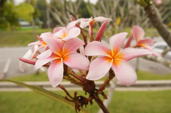 Różowe i żółte kwiaty frangipani — Zdjęcie stockowe