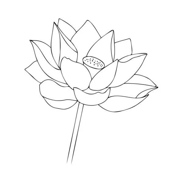 Waterlelie Aziatische bloem. Bloesem bloem illustratie. Vector bloemen illustratie. Zwart silhouet van lotus bloemen pictogram op een witte achtergrond. — Stockvector