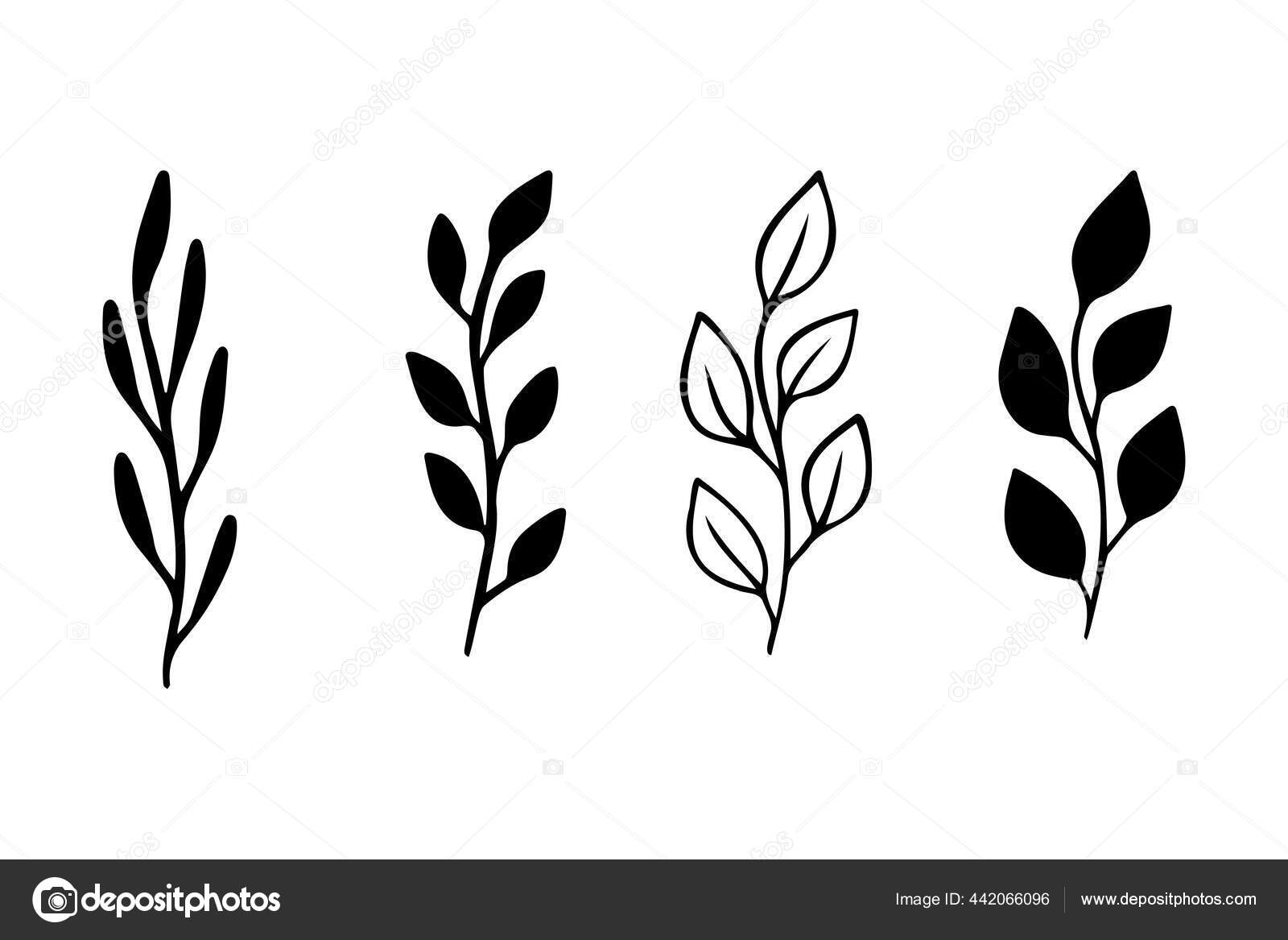 植物的叶型轮廓。黑色的轮廓在树枝上。白色背景上孤立的平面矢量图解. 图库矢量图©arsiart 442066096, image size:1600x1167