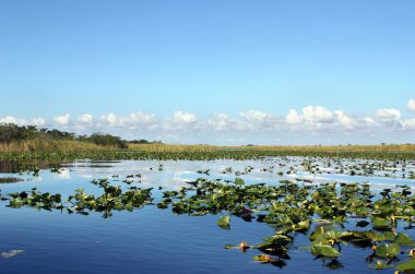 Everglades Wetland clipart