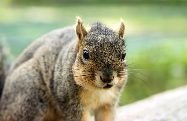 Grey Squirrel Portrait — Stock Photo, Image