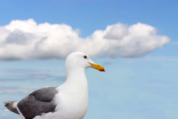 Beautiful white seagull under blue sky — Stock Photo, Image