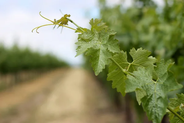 Zbliżenie z liści winogron winorośli w Napa Valley — Zdjęcie stockowe