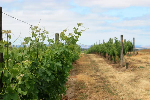 Scene of grape vineyard in Napa Valley — Zdjęcie stockowe