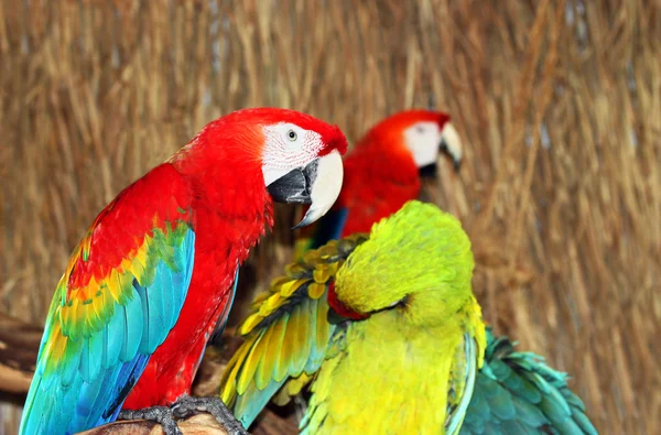 Kleurrijke macaws — Stockfoto