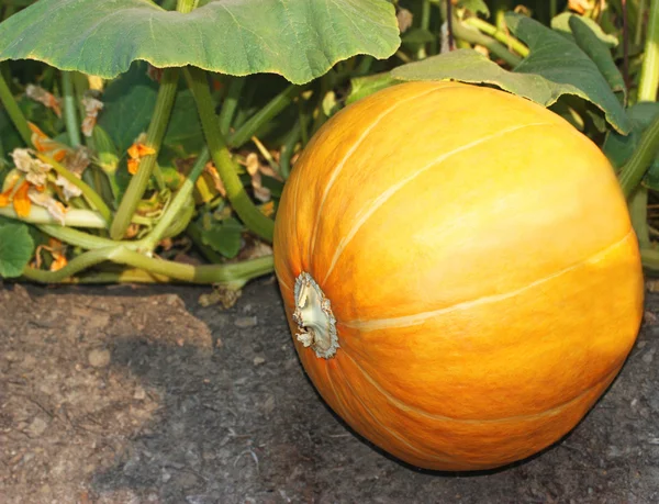 Ripe Pumpkin — Stock Photo, Image