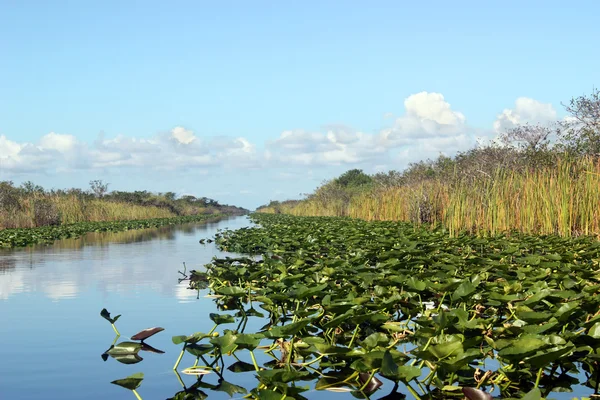 Everglades. —  Fotos de Stock