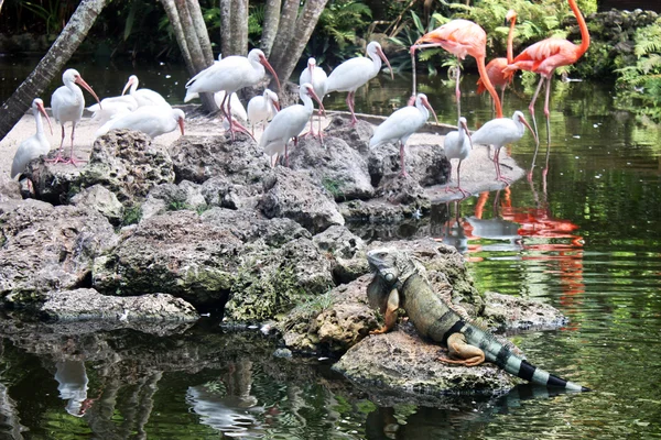 Iguana and Flamingo Birds — Stock fotografie