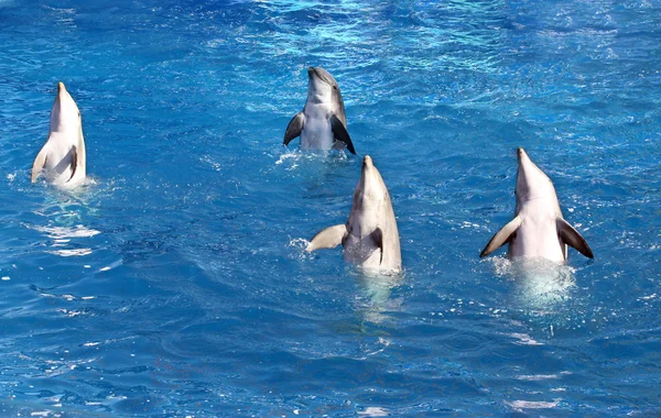 Four Dolphins — Stock Photo, Image