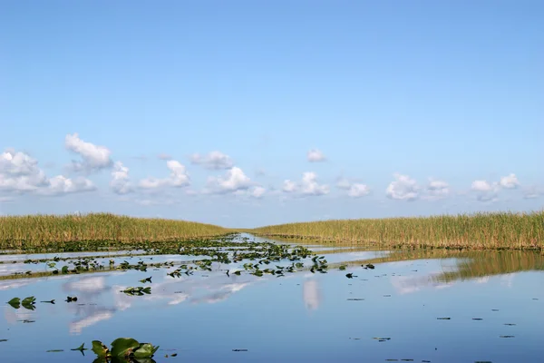 Everglades Teich — Stockfoto