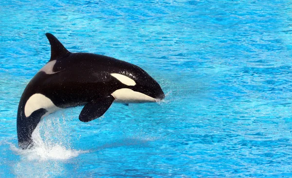 Ballena asesina — Foto de Stock