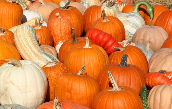 Pumpkins — Stock Photo, Image