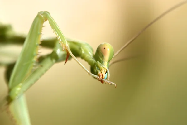 カマキリ — ストック写真