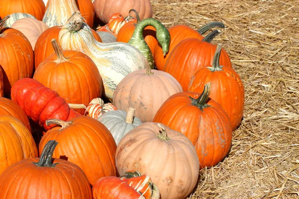 Calabazas maduras —  Fotos de Stock