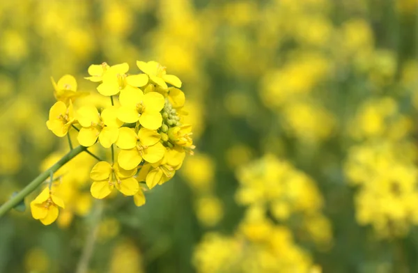 Rapsblüte — Stockfoto