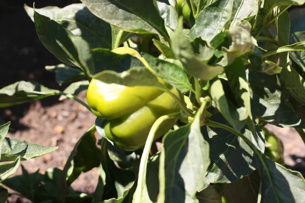 Green Bell Pepper — Stock Photo, Image