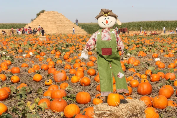 Scarecrow in autumn pumpkin field — Stock Photo, Image