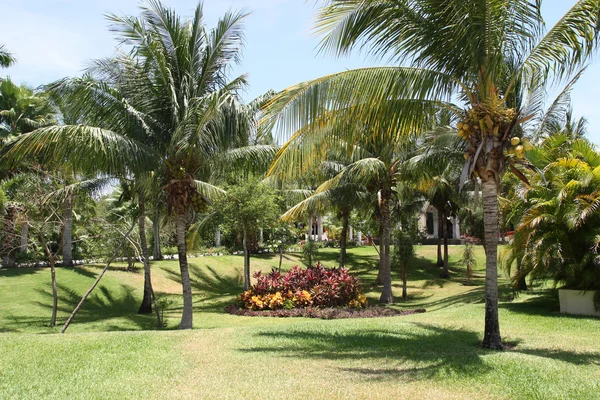Jardim de palmeiras — Fotografia de Stock