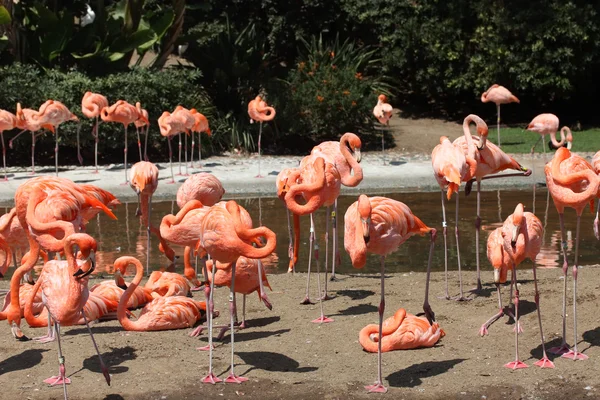 Flamingos — Stock fotografie