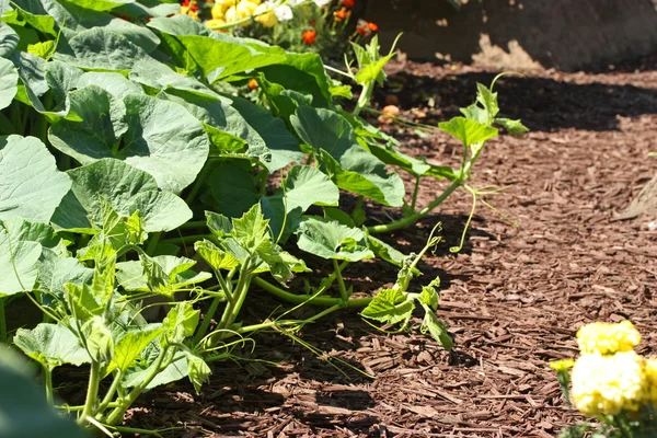 Cucumber Garden — Stock Photo, Image