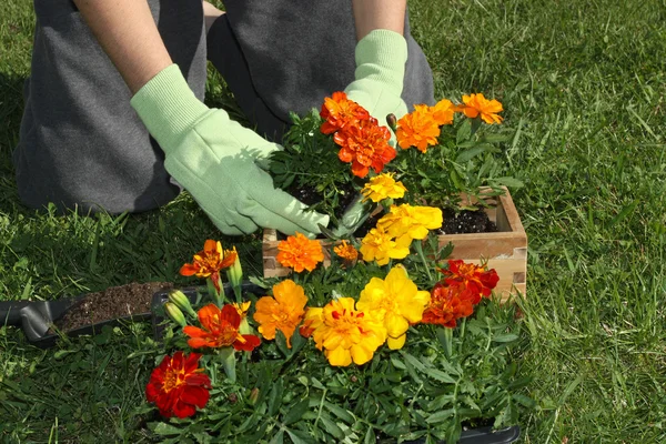 Blumen eintopfen — Stockfoto