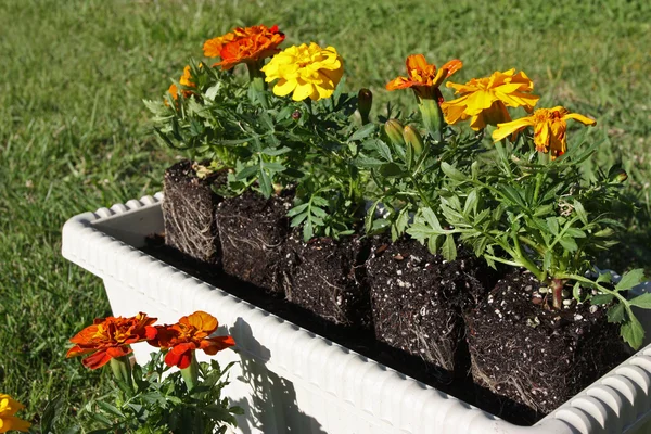 Potting flores coloridas ao ar livre durante a primavera — Fotografia de Stock