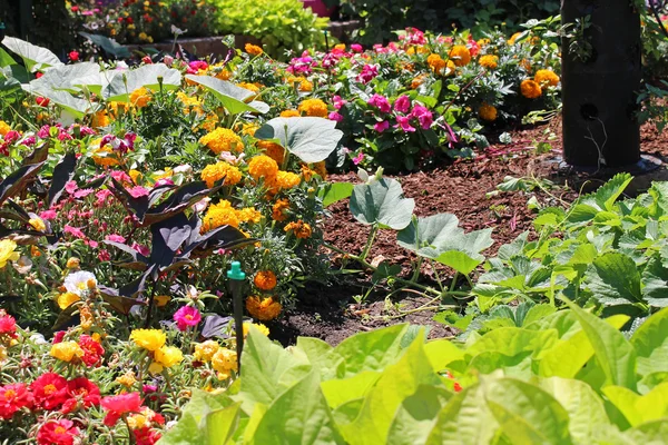 Flowers and vegetables garden — Stock Photo, Image