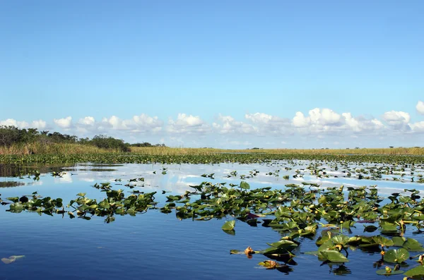 Everglades zonas húmidas Imagens Royalty-Free