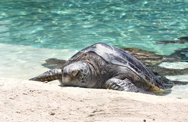 Grande tortue Photo De Stock