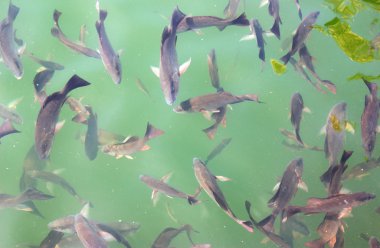 Many large fish swimming in clear river