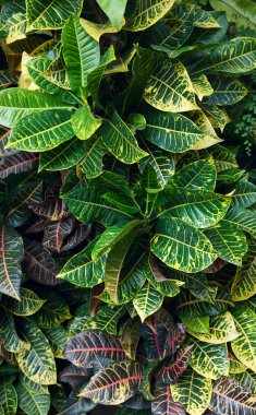 Yeşil yaprakların dikey arka plan