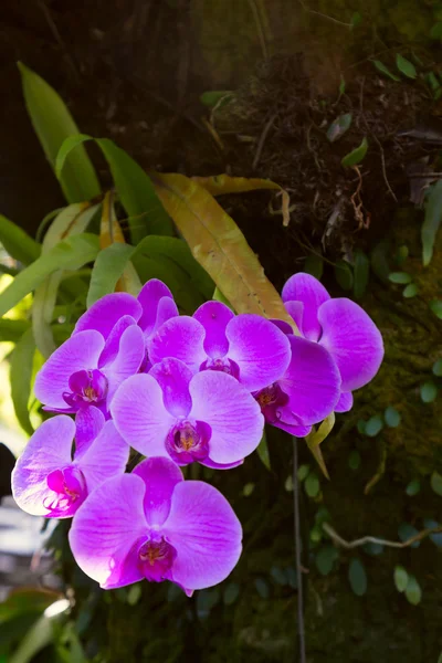 Beautiful orchid branch on the tree — Stock Photo, Image