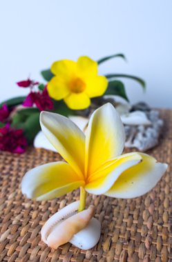 Çiçek frangipani beyaz deniz kabuğu içinde