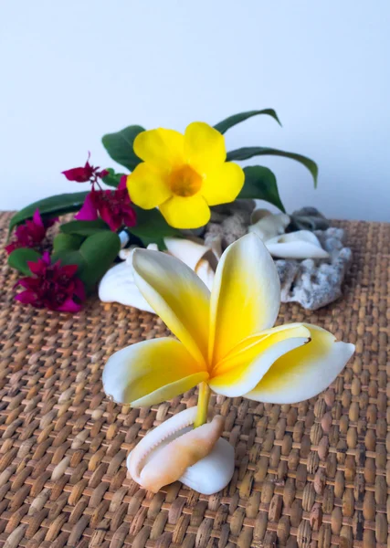 stock image Frangipani in the white seashall