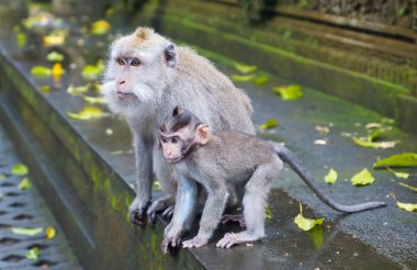 Maymunlar Bali Ubud park