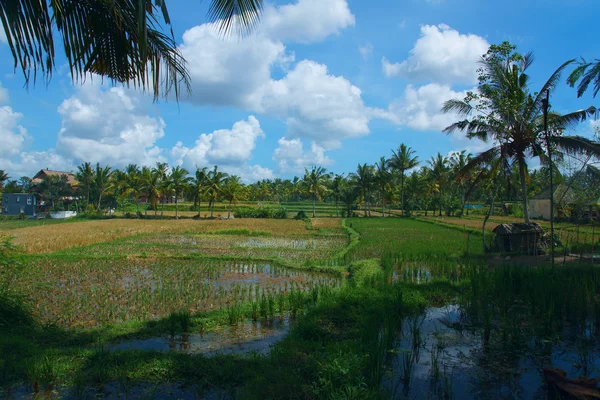 Rizs területén, közel a város, Ubud, Bali — Stock Fotó