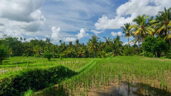 Rijst veld in de buurt van het centrum van Ubud — Stockfoto