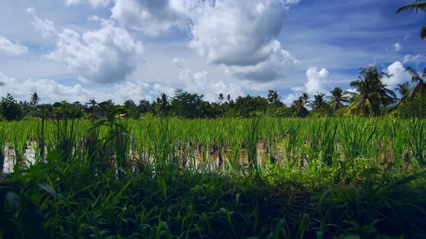Rijst veld in de buurt van de stad Ubud op Bali — Stockfoto