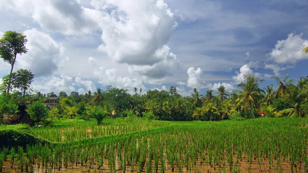 Rijst veld in de buurt van het centrum van Ubud op Bali — Stockfoto