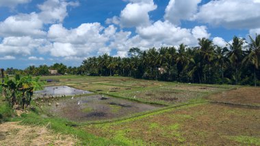 Kaz ve balıkçıllar pirinç alan üzerinde