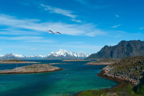 Gaivota sobre o mar perto da ilha norueguesa Skrova — Fotografia de Stock