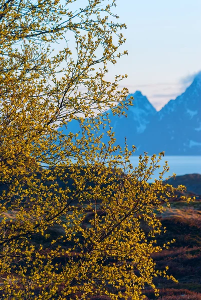 Arbusto verde sobre fondo de montañas nevadas — Foto de Stock