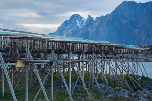 Rijen van gedroogde kabeljauw in Lofoten — Stockfoto