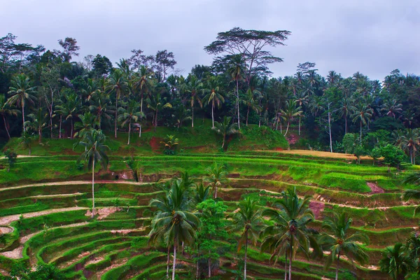 Rijstterrassen op het gebied van Ubud op het eiland Bali, Indonesië — Stockfoto