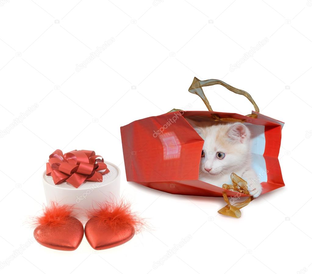 White kitten in red bag and white box and two red hearts