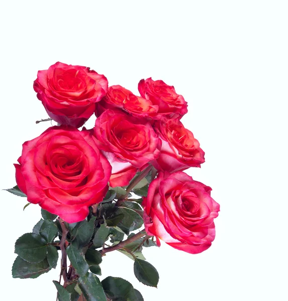 Csokor vörös rózsa fehér alapon — Stock Fotó